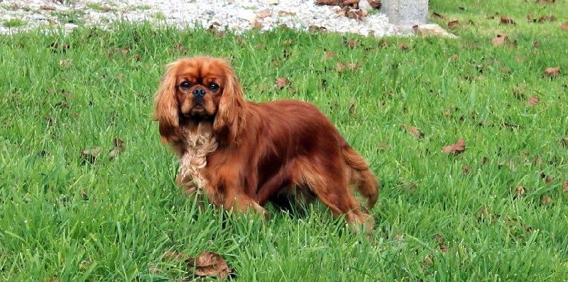 Junior georgio Des Rêves De Margotte